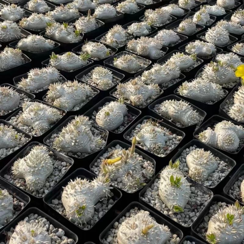 惠比须笑大黑世界知名稀有块根多肉植物肉肉籽播实生易养盆栽