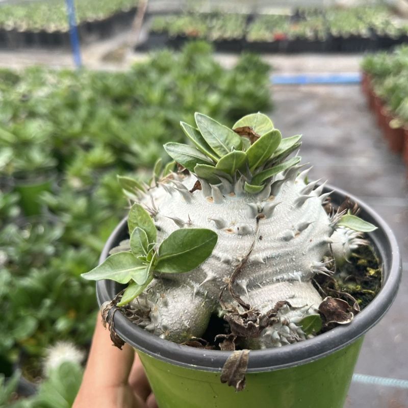 惠比须笑大黑世界知名稀有块根多肉植物肉肉籽播实生易养盆栽