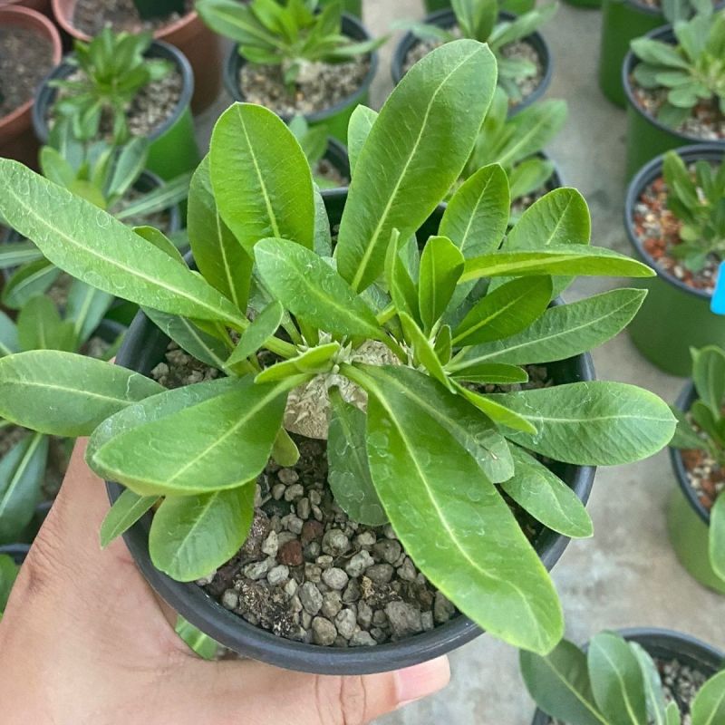 惠比须笑大黑世界知名稀有块根多肉植物肉肉籽播实生易养盆栽