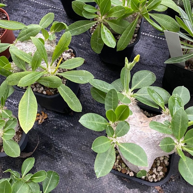 惠比须笑大黑世界知名稀有块根多肉植物肉肉籽播实生易养盆栽