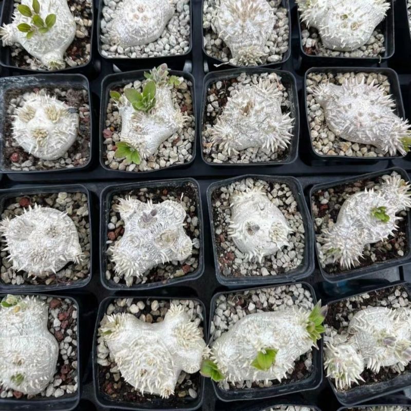 惠比须笑大黑世界知名稀有块根多肉植物肉肉籽播实生易养盆栽