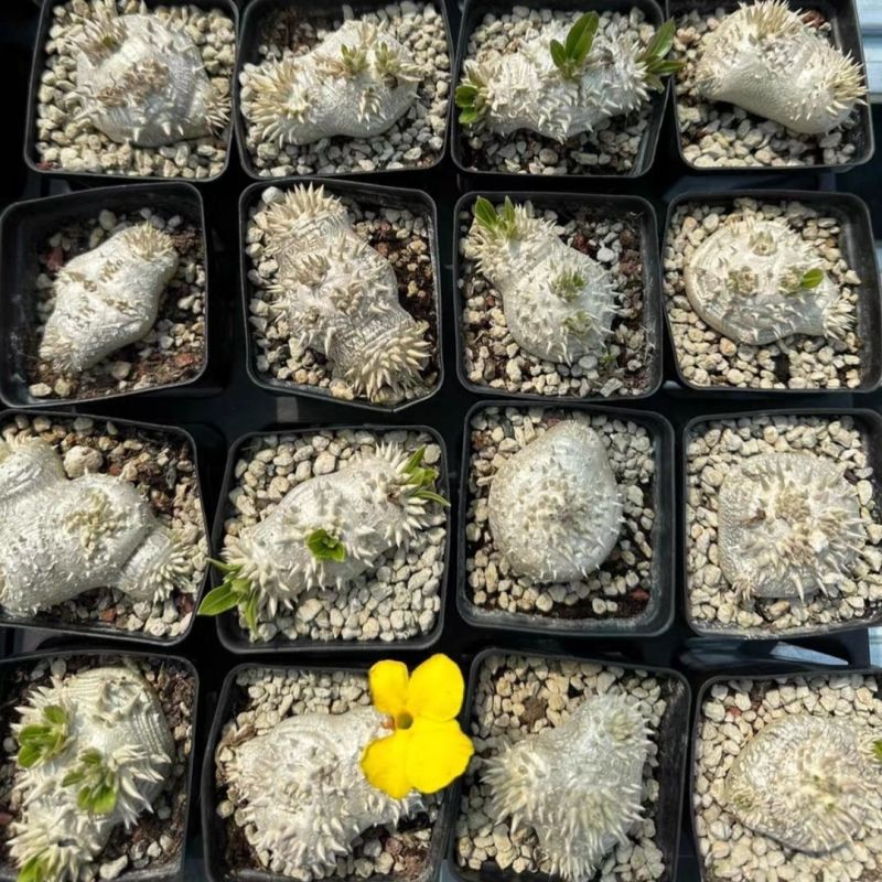 惠比须笑大黑世界知名稀有块根多肉植物肉肉籽播实生易养盆栽