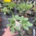 惠比须笑大黑世界知名稀有块根多肉植物肉肉籽播实生易养盆栽