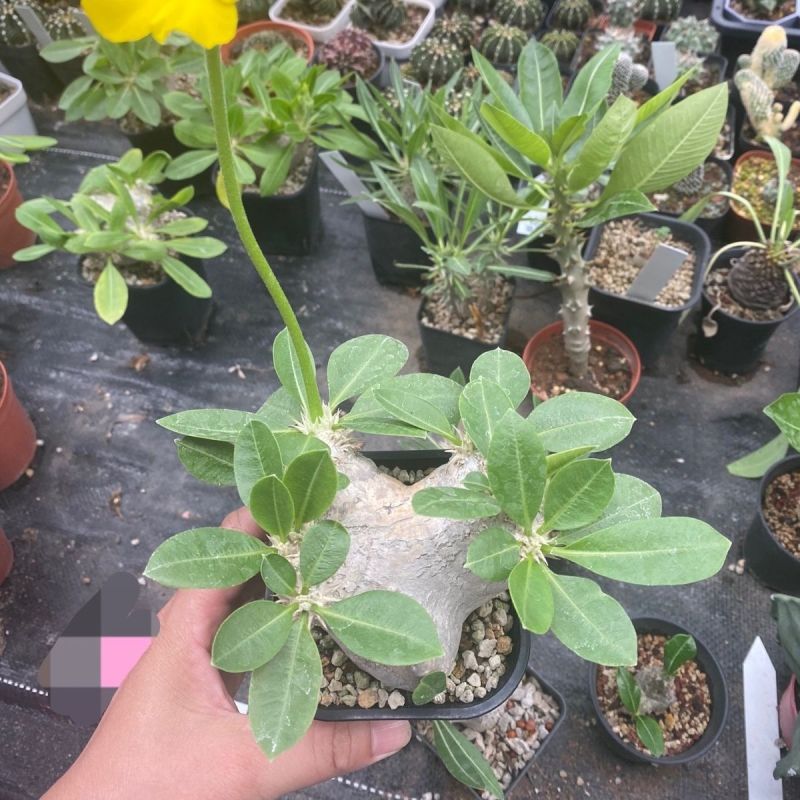 惠比须笑大黑世界知名稀有块根多肉植物肉肉籽播实生易养盆栽