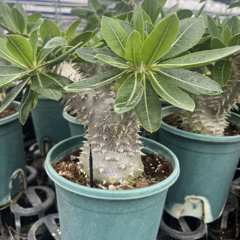 惠比须笑大黑世界知名稀有块根多肉植物肉肉籽播实生易养盆栽