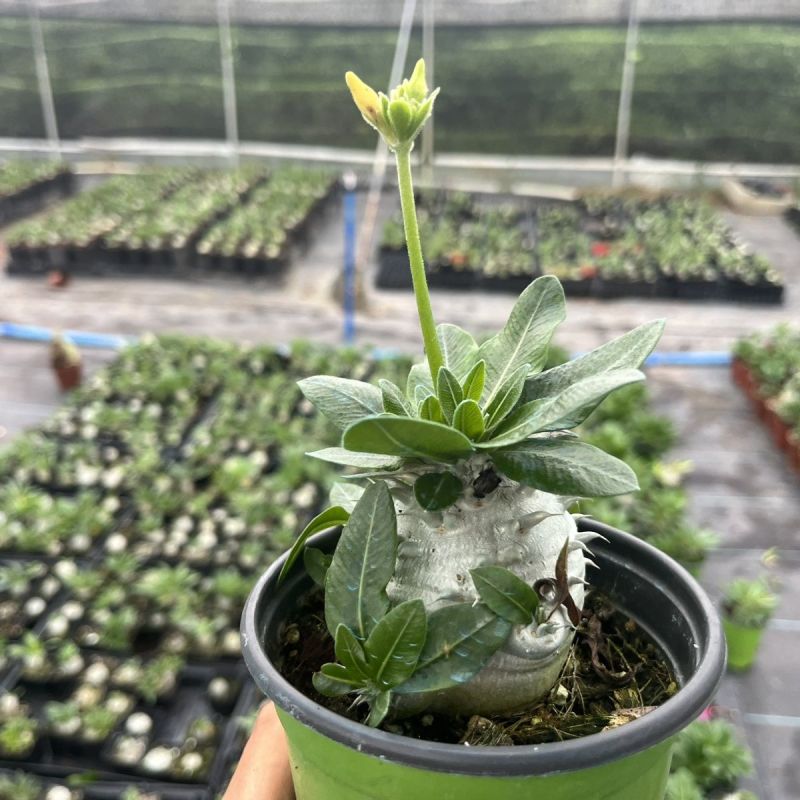 惠比须笑大黑世界知名稀有块根多肉植物肉肉籽播实生易养盆栽