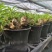 铁甲麒麟大戟科多肉植物仙人球桌上净化爆盆巨峰办公懒人