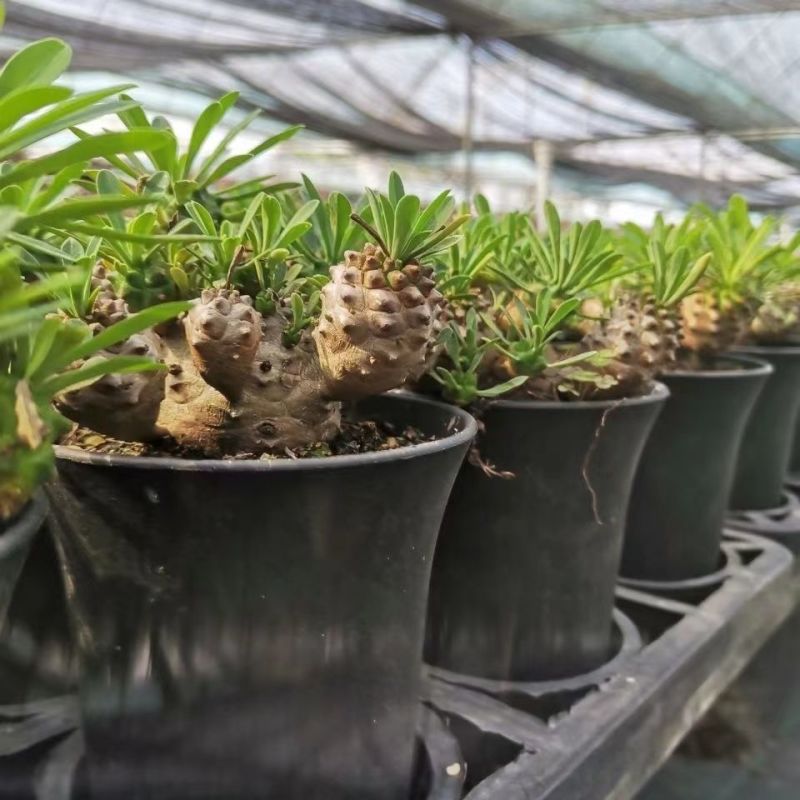 铁甲麒麟大戟科多肉植物仙人球桌上净化爆盆巨峰办公懒人