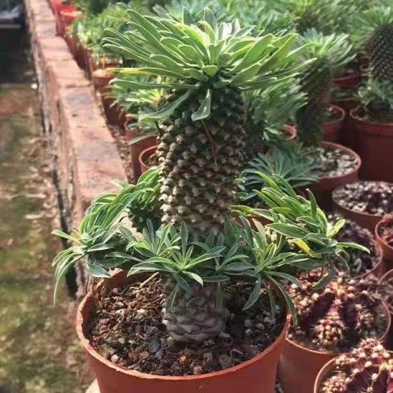 铁甲麒麟大戟科多肉植物仙人球桌上净化爆盆巨峰办公懒人