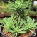 铁甲麒麟大戟科多肉植物仙人球桌上净化爆盆巨峰办公懒人