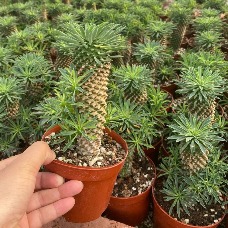 铁甲麒麟大戟科多肉植物仙人球桌上净化爆盆巨峰办公懒人
