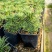 铁甲麒麟大戟科多肉植物仙人球桌上净化爆盆巨峰办公懒人