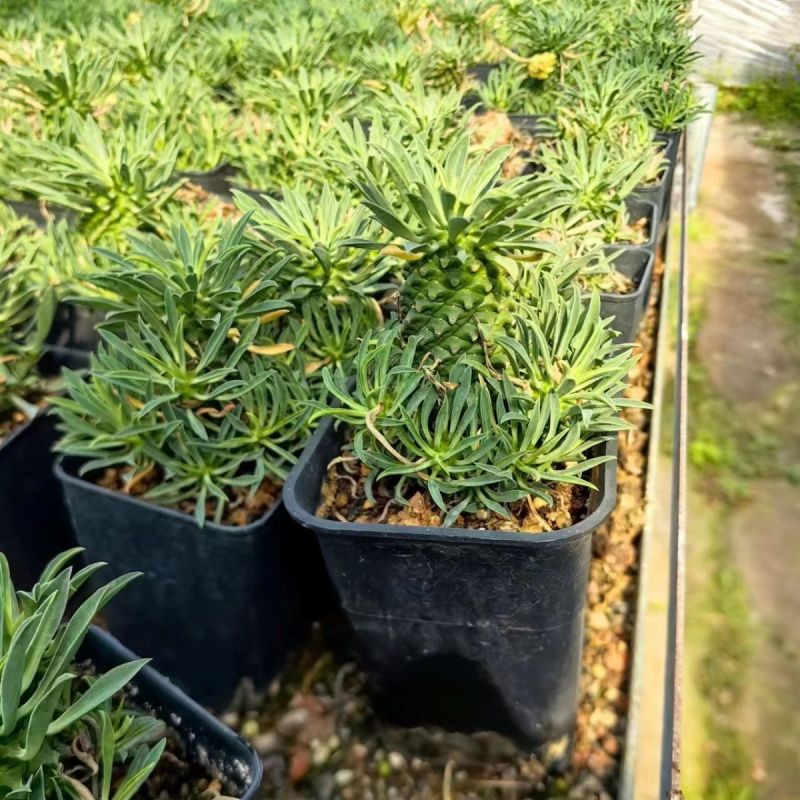 铁甲麒麟大戟科多肉植物仙人球桌上净化爆盆巨峰办公懒人