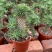 铁甲麒麟大戟科多肉植物仙人球桌上净化爆盆巨峰办公懒人