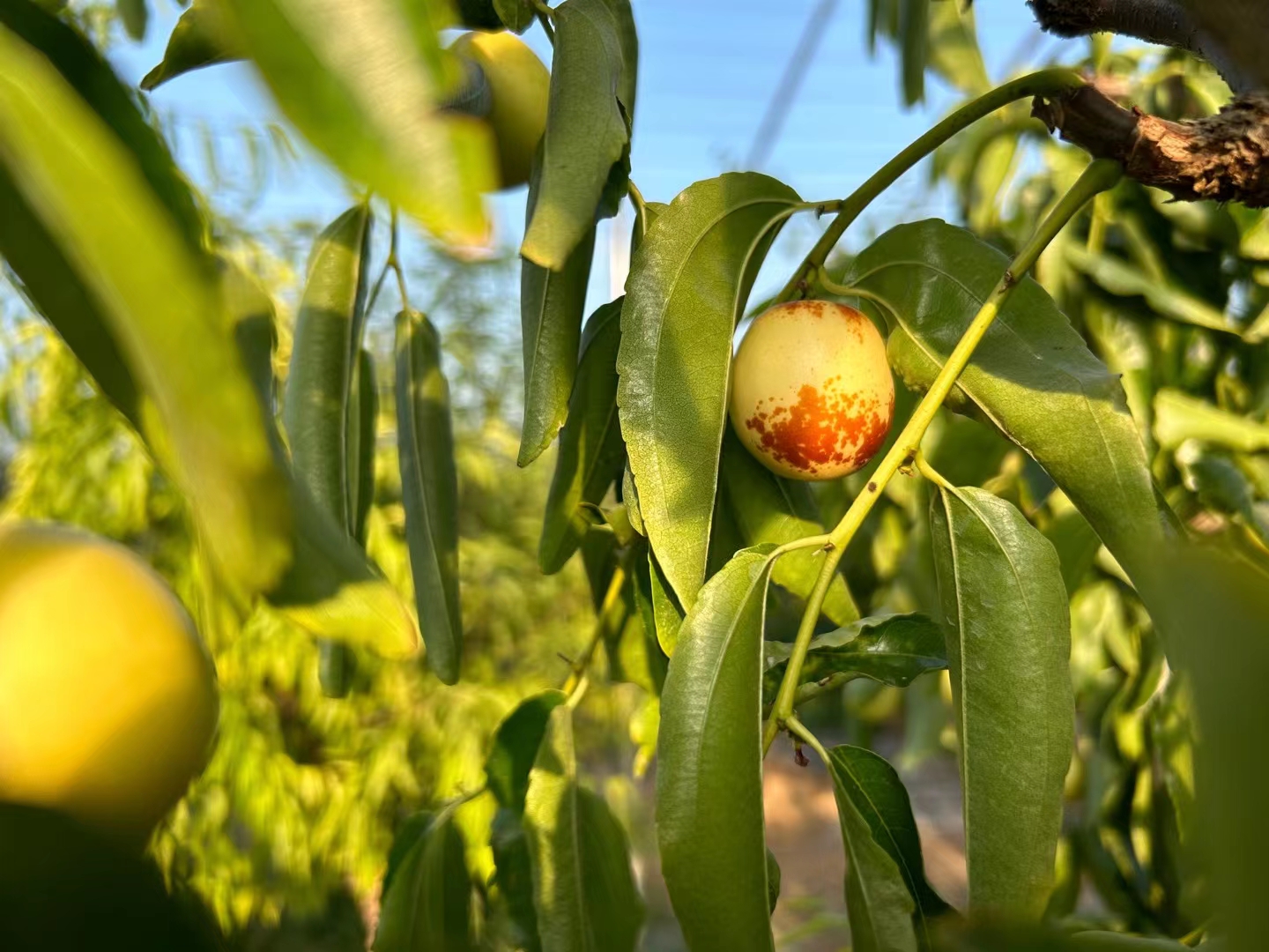成熟的冬枣挂满枝头