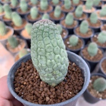 佛头玉仙人球开花奇特多肉仙人掌植物盆栽花卉