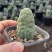 佛头玉仙人球开花奇特多肉仙人掌植物盆栽花卉