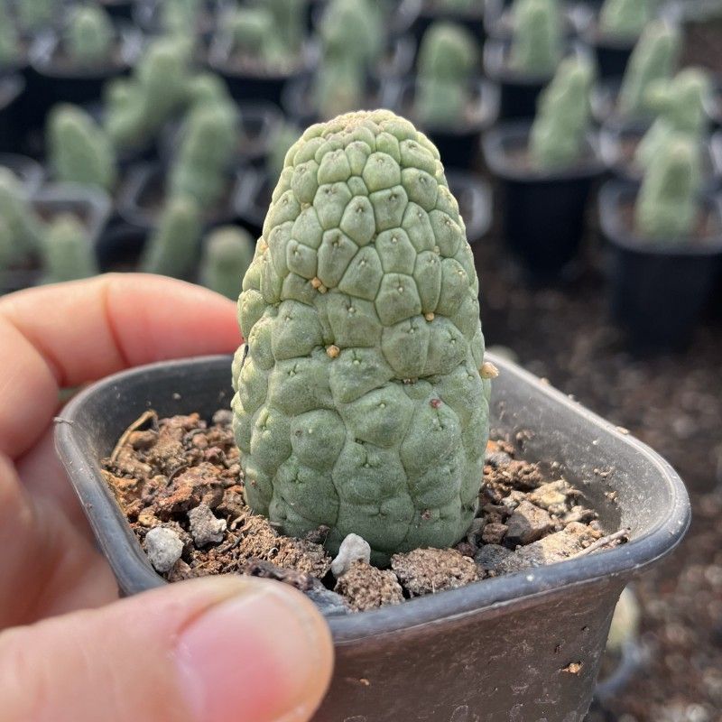 佛头玉仙人球开花奇特多肉仙人掌植物盆栽花卉