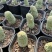 佛头玉仙人球开花奇特多肉仙人掌植物盆栽花卉