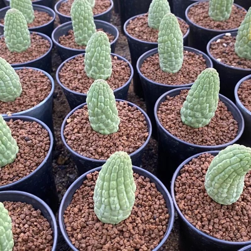 佛头玉仙人球开花奇特多肉仙人掌植物盆栽花卉