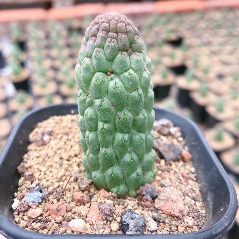 佛头玉仙人球开花奇特多肉仙人掌植物盆栽花卉