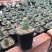佛头玉仙人球开花奇特多肉仙人掌植物盆栽花卉