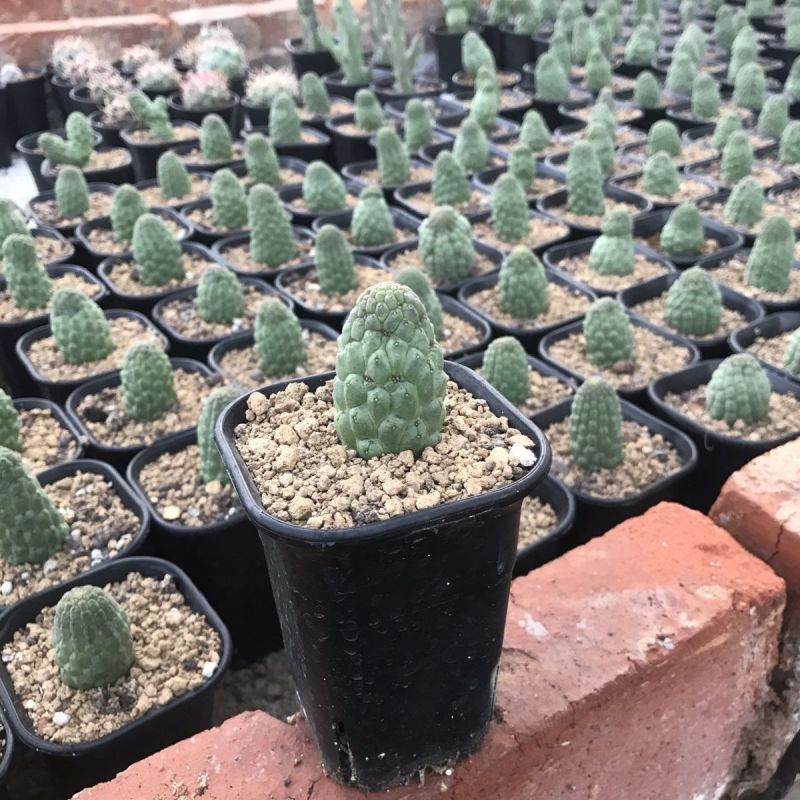 佛头玉仙人球开花奇特多肉仙人掌植物盆栽花卉