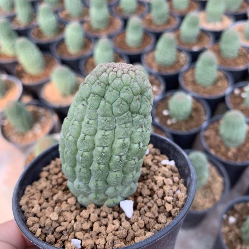 佛头玉仙人球开花奇特多肉仙人掌植物盆栽花卉