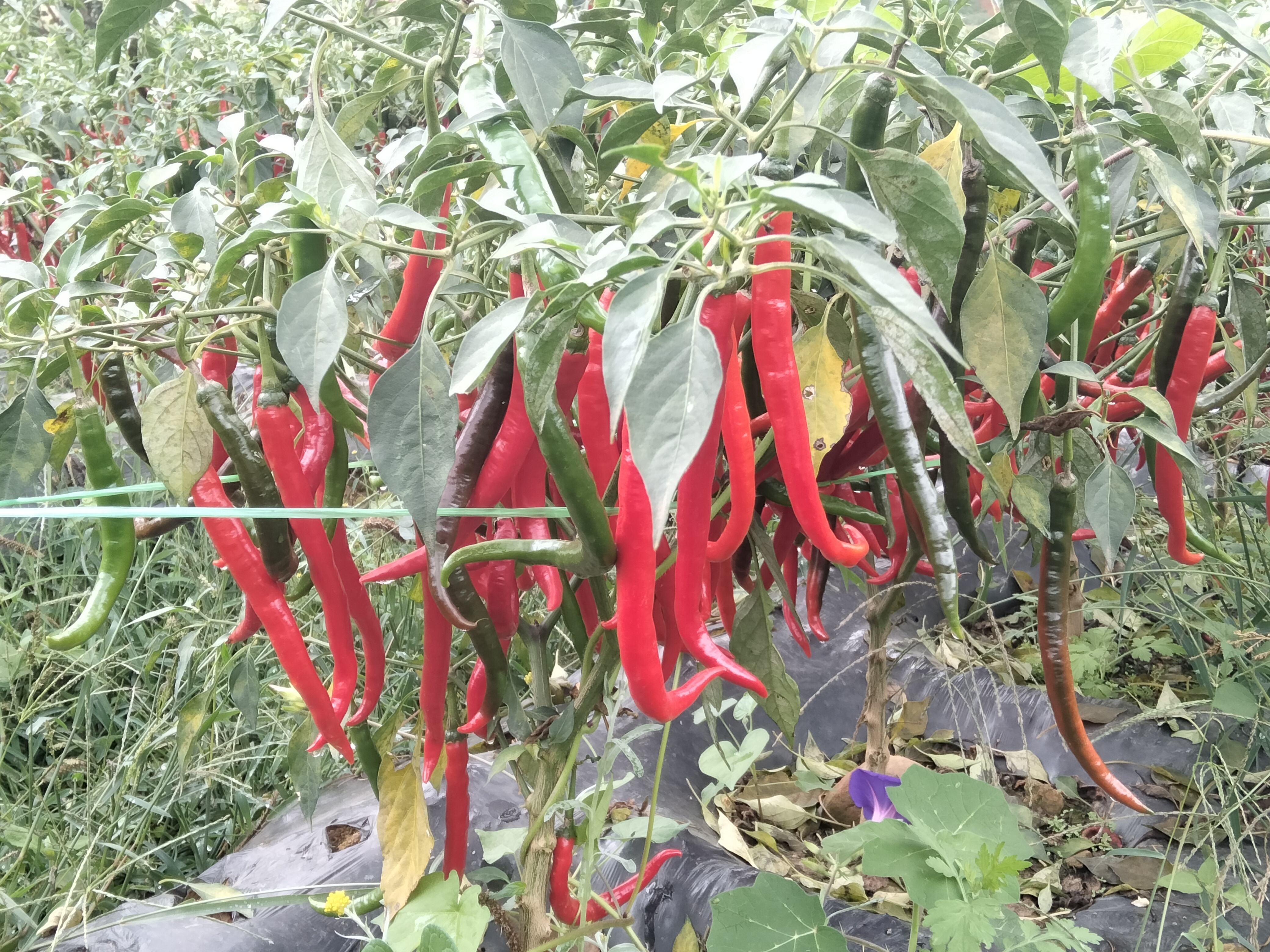 55号椒果实细节图