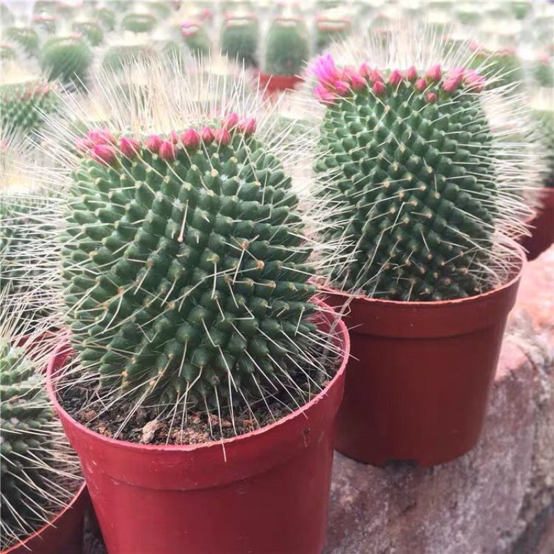 白珠丸仙人球盆栽多肉植物小盆栽室内外开花防辐射绿植