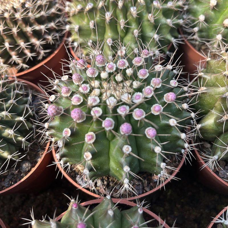 翠晃冠仙人球多肉植物组合室内会开花的植物绿植小盆栽吸辐射