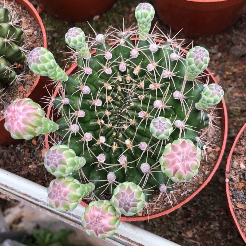 翠晃冠仙人球多肉植物组合室内会开花的植物绿植小盆栽吸辐射