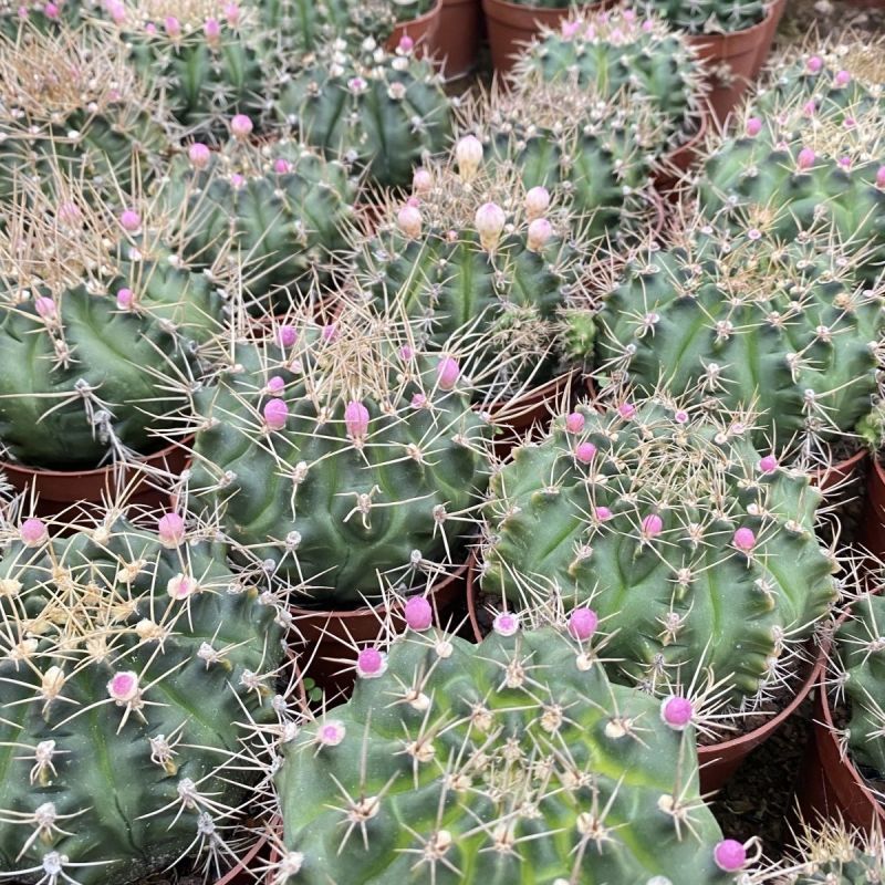 翠晃冠仙人球多肉植物组合室内会开花的植物绿植小盆栽吸辐射