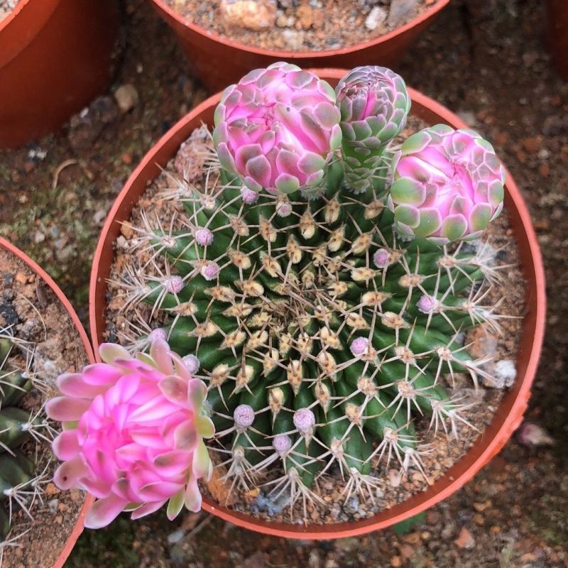 翠晃冠仙人球多肉植物组合室内会开花的植物绿植小盆栽吸辐射