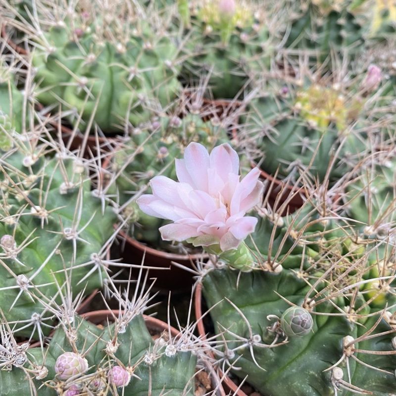翠晃冠仙人球多肉植物组合室内会开花的植物绿植小盆栽吸辐射
