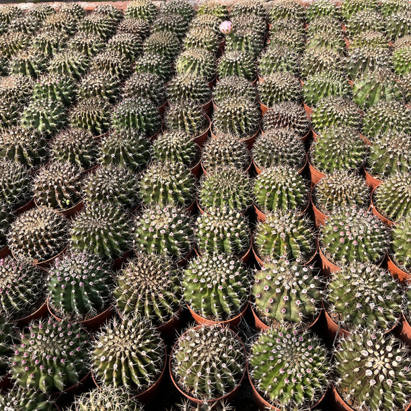 翠晃冠仙人球多肉植物组合室内会开花的植物绿植小盆栽吸辐射