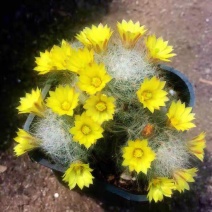 芳香丸仙人球室内开花新手软刺不扎手懒人防辐射植物绿植卧室