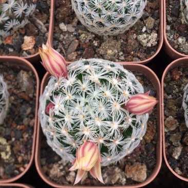 杜威丸仙人球桌面盆栽组盆花卉绿植阳台盆景好养