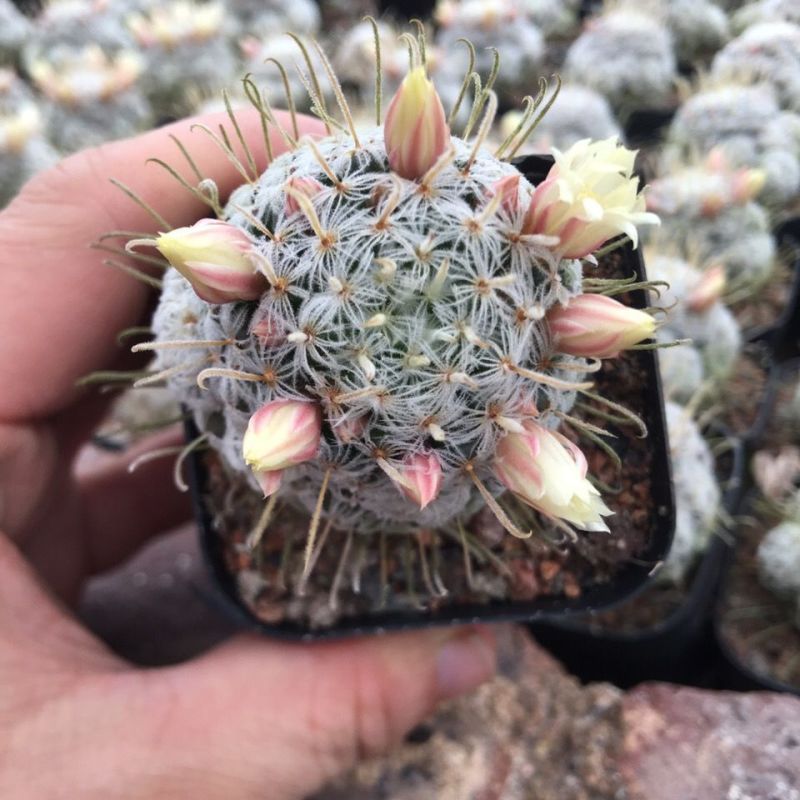 杜威丸仙人球桌面盆栽组盆花卉绿植阳台盆景好养
