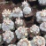 杜威丸仙人球桌面盆栽组盆花卉绿植阳台盆景好养