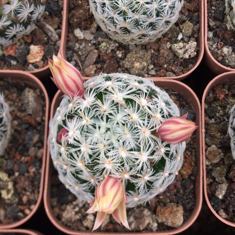 杜威丸仙人球桌面盆栽组盆花卉绿植阳台盆景好养