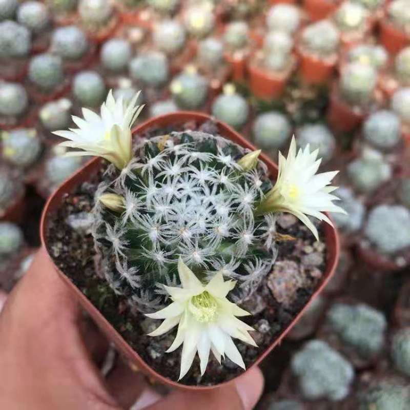 杜威丸仙人球桌面盆栽组盆花卉绿植阳台盆景好养