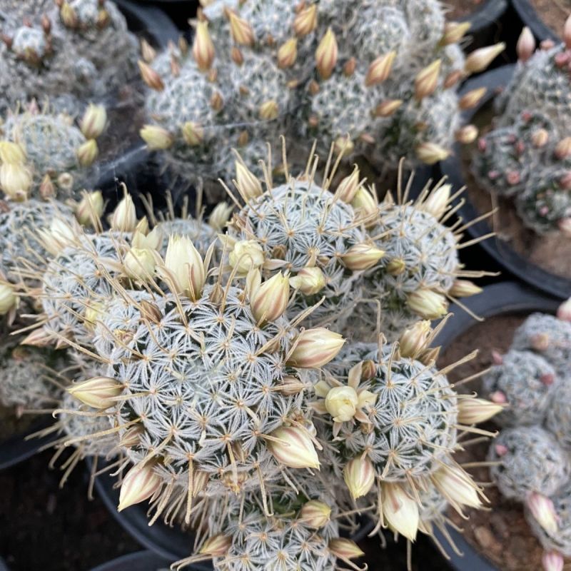 杜威丸仙人球桌面盆栽组盆花卉绿植阳台盆景好养