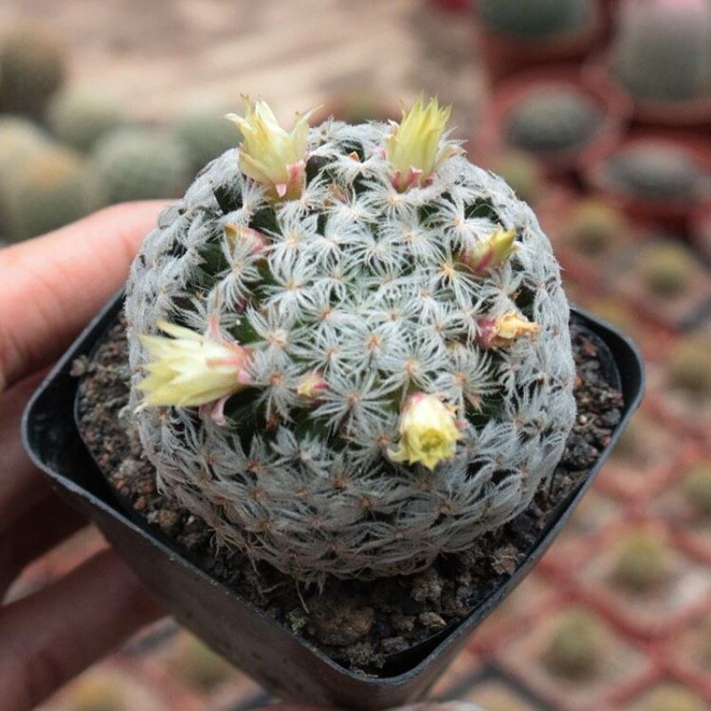 杜威丸仙人球桌面盆栽组盆花卉绿植阳台盆景好养