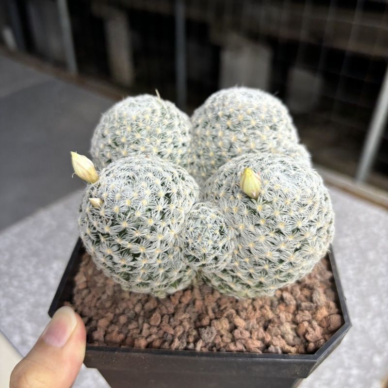 杜威丸仙人球桌面盆栽组盆花卉绿植阳台盆景好养