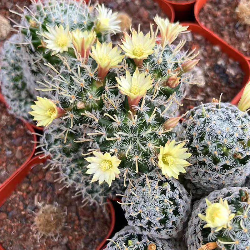 杜威丸仙人球桌面盆栽组盆花卉绿植阳台盆景好养