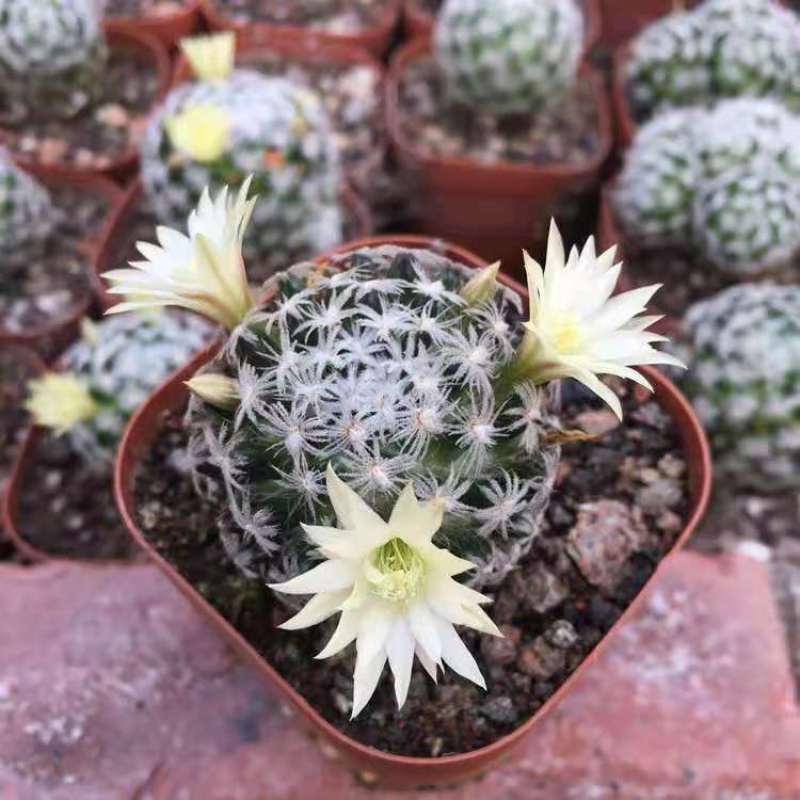 杜威丸仙人球桌面盆栽组盆花卉绿植阳台盆景好养
