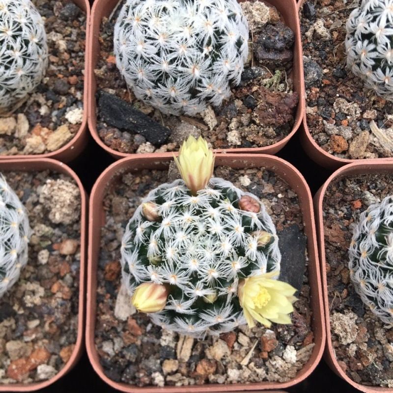 杜威丸仙人球桌面盆栽组盆花卉绿植阳台盆景好养