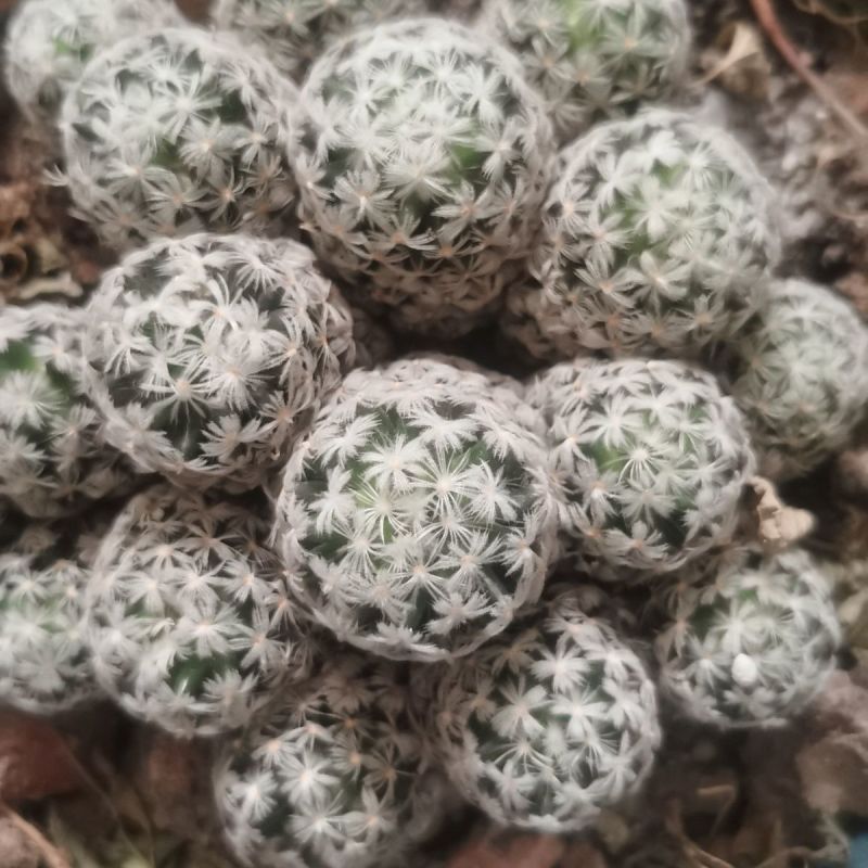 杜威丸仙人球桌面盆栽组盆花卉绿植阳台盆景好养