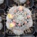 杜威丸仙人球桌面盆栽组盆花卉绿植阳台盆景好养
